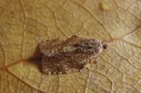 Adoxophyes orana
