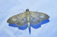 Anania lancealis