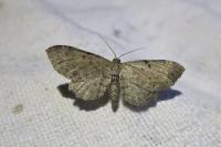 Anticollix sparsata
