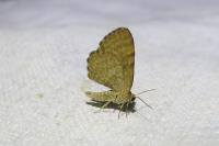 Euchoeca nebulata
