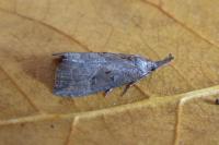 Hypena rostralis