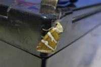 Deltote bankiana