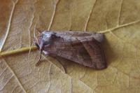 Hydraecia micacea