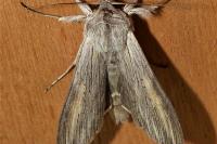 Cucullia umbratica