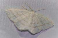 Cabera pusaria