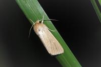 Mythimna pallens