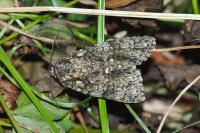 Acronicta rumicis