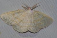 Cabera exanthemata