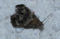 Tebenna micalis