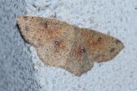 Cyclophora porata