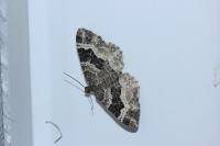 Epirrhoe alternata