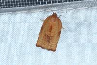 Cacoecimorpha pronubana