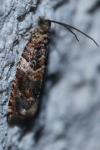 Gypsonoma minutana