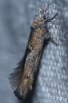 Zelleria oleastrella
