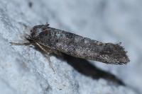 Swammerdamia pyrella