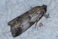 Acrobasis fallouella/glaucella