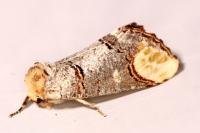 Phalera bucephala
