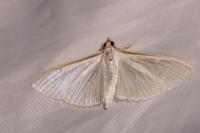 Palpita vitrealis
