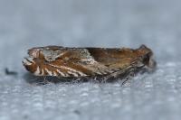 Ancylis comptana