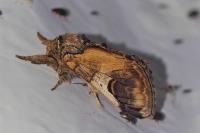 Notodonta ziczac