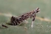 Parornix