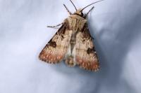 Agrotis puta