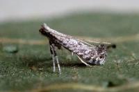 Parornix