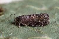 Grapholita molesta