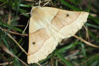 Crocallis elinguaria