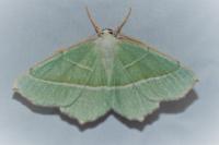 Campaea margaritaria