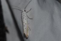 Yponomeuta