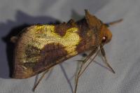 Diachrysia chrysitis/stenochrysis