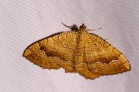 Camptogramma bilineata