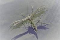 Pterophorus pentadactylus