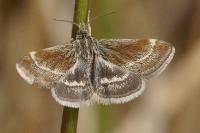 Atralata albofascialis
