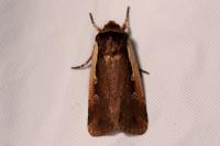 Ochropleura plecta