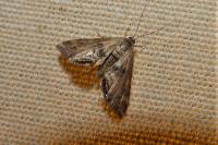 Cataclysta lemnata