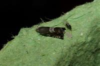 Grapholita compositella