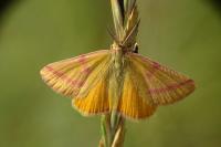 Lythria purpuraria