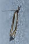 Crambus pascuella