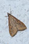 Udea ferrugalis