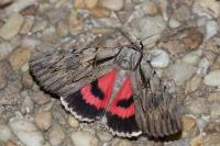 Catocala optata