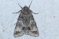 Acronicta megacephala