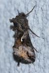 Autographa gamma