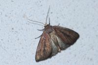 Coenobia rufa