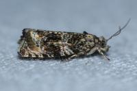 Celypha lacunana