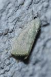 Earias vernana