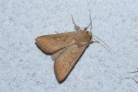 Mythimna vitellina
