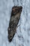 Cydia splendana