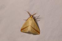 Rhodometra sacraria